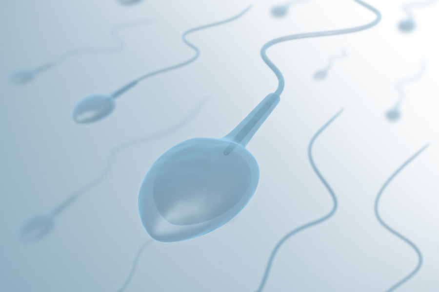 semen analysis after vasectomy